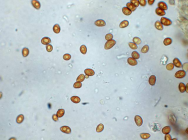 Galerina da determinare n9.